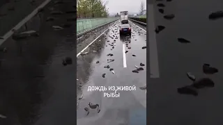 Дождь из рыбы