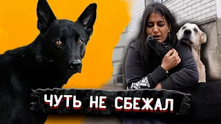 Джонни подобранный с трассы хочет убежать, его обижают собаки. Виола всех бьет. Борис нас удивил.