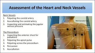 Assessment of the heart and neck vessels