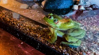 Caring for a Bullfrog Episode 3: A Complete Tank Redesign