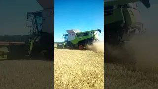 LEXION 770 ŻNIWA 2023 KOSIMY DALEJ JĘCZMIEŃ