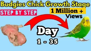 Budgies Chick Growth Stages 1 to 35 Days | New Born Baby Budgies