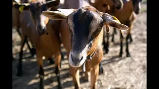Экскурсия на ферму «Альпийские козы»