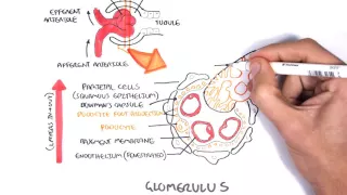 Nephrotic Syndrome - Types and pathology (histology)