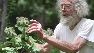 Arctium lappa (Greater Burdock)