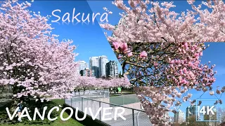 [4K] 🌸Cherry blossoms at Downtown Vancouver Canada | Citywalk at Yaletown | Sakura |