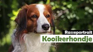 Kooikerhondje, ein liebenswerter Charmeur | Rasseportrait