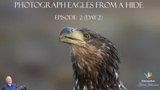 WILDLIFE PHOTOGRAPHY --  Nikon Z6II Bird photography — Eagles in southern Sweden episode 2