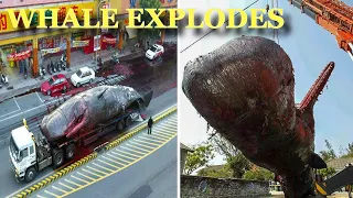 50 Tonne Whale Exploded In Street While Transporting To Research Centre In Taiwan