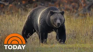 Woman dies after suspected grizzly bear attack in Yellowstone