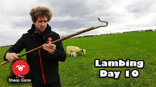 WE LOST A COUPLE OF LAMBS TODAY  |  Vlog 10 - Lambing 2021