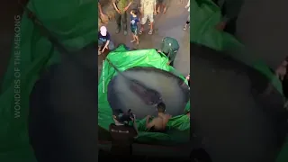 A fisherman in Cambodia caught the 660-pound stingray. #Shorts