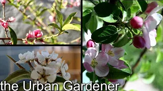 Apple, Peach, and Pear Blossoms! Oh My... |Container Fruit Trees