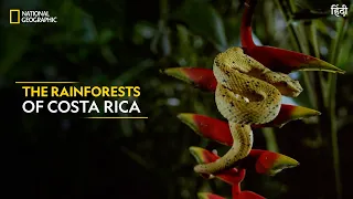 The Rainforests of Costa Rica | Dead by Dawn | Full Episode | S01-E04 | National Geographic