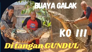 KO juga nii, Buaya Galak di tangan Gundul Ngamuk sampai Standing