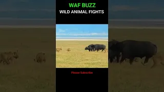 Great! Brave Buffalo Rescue Friend From Hungry Lions #shorts