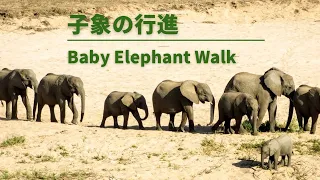 Baby Elephant Walk【子象の行進】Pianoピアノ