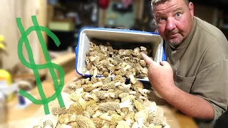 Hundreds of Morel mushrooms found!.. How much $ MONEY $ are they worth in 2024 ?