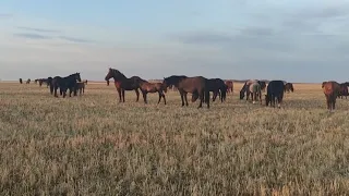 Весёлый жеребёнок. Табун лошадей.