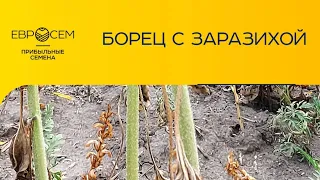 Гибрид стойкий к заразихе, расы заразихи и как уберечь урожай от заразихи. Видео №3