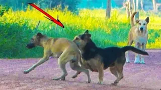 Amazing My Dog meeting at village#Animals Vlog Official i