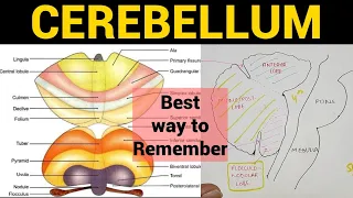 Cerebellum 1 | Anatomy & Physiology