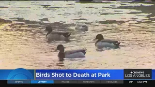 Costa Mesa police searching for suspect that continues killing ducks in TeWinkle Park