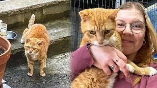 Stray Cat Sneaks Into Backyard Of a House After Deciding To End His Street Life