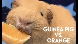 Can Guinea Pigs Eat Oranges?