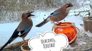 Bird cafe. Jays: the fight for the jar. Titmice learn to use a jar of nuts