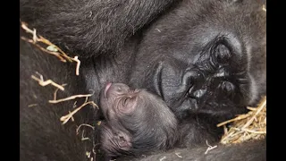 Special delivery! Franklin Park Zoo welcomes gorilla baby