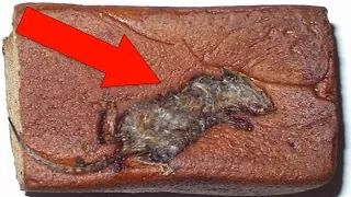 Most SHOCKING Things Found In Your Favorite Foods!