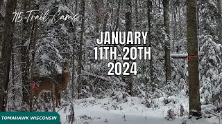 January 11th-20th 2024 Tomahawk Wisconsin Trail Camera Hightlights