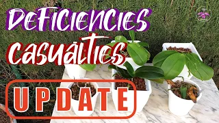 Mid Winter 2023 Summer Blooming Phalaenopsis UPDATE | Deficiencies & Casualties #ninjaorchids