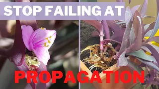 How to PROPAGATE Purple Heart FROM CUTTINGS | with UPDATE