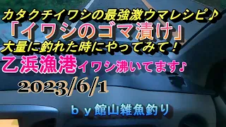 カタクチイワシの最強レシピ「イワシのゴマ漬け」　乙浜港イワシ沸いてます♪2023.6.1