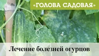 Голова садовая - Лечение болезней огурцов