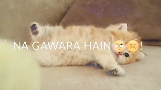 kitten sleeps with sweet chicken🐣🐥|| Cat and Hen What's up status 😘||