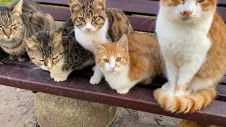 Hundreds of Beautiful Cats live in this Park in Istanbul. I gave them food 💕😸