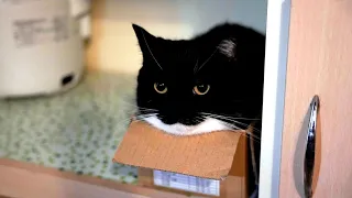 おやつ待ちがかわいすぎる猫 It is so cute to see that cat begging for treats.