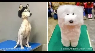 When Pet Haircuts Went So Wrong