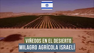 MILAGRO AGRÍCOLA ISRAELÍ: Viñedos en medio del desierto! 🏜️ ➡️🌳   ✅