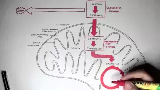 Human Metabolism Map - Cellular Respiration (Glycolysis and The Krebs Cycle)