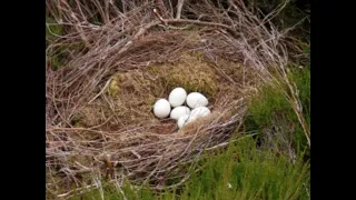 Here's what really happens to Hen Harriers on persecuted Grouse Moors..#Glorioustwelfth