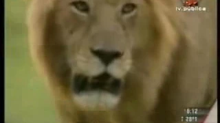 WAPWON COM Lion vs Cobra #HD