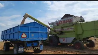 Żniwa z Claas Dominator 98