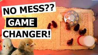 Watch This BEFORE Raising Baby Chicks - NO MESS CHICK BROODER HACK