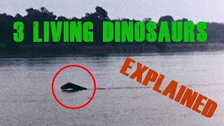 3 Living Dinosaurs Seen in Real Life (And Their Explanations)