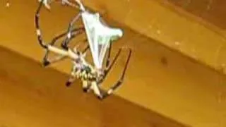spider eating a grasshopper