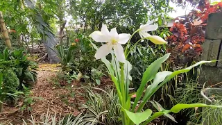 FLORECIMIENTO DE LA PlANTA LIRIO DEL CAMPO